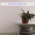 Антивандальные стеклообои Wellton Decor Хризантема