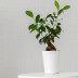 Обои под покраску Токио от BauTex Design 1*25м